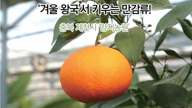 [현장탐방] 겨울 왕국에서 키우는 만감류 충북 제천시 양지농원