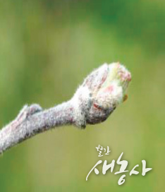 사과 발아기