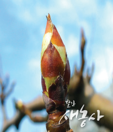 배 발아기