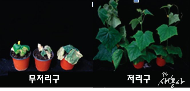 종자 코팅에 따른 오이 덩굴쪼김병 방제효과