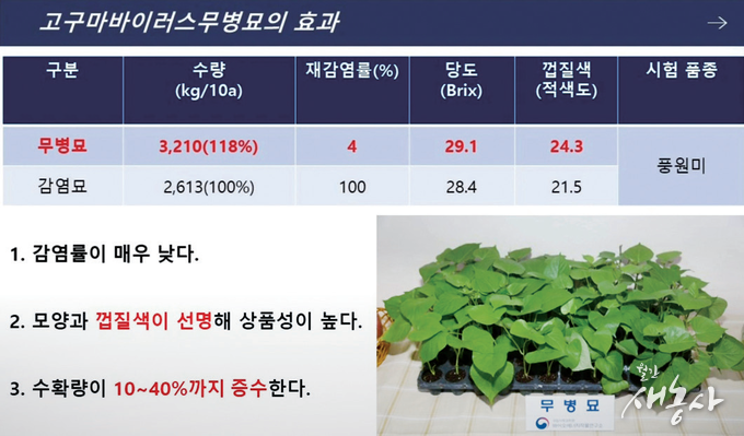 고구마 바이러스 무병묘 효과(농촌진흥청 제공)