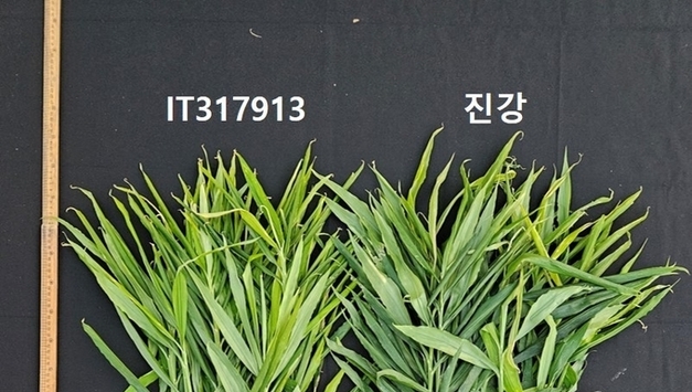 충청남도, 국내 최초 생강 신품종 ‘진강’ 육성 및 출원