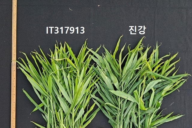 충청남도, 국내 최초 생강 신품종 ‘진강’ 육성 및 출원